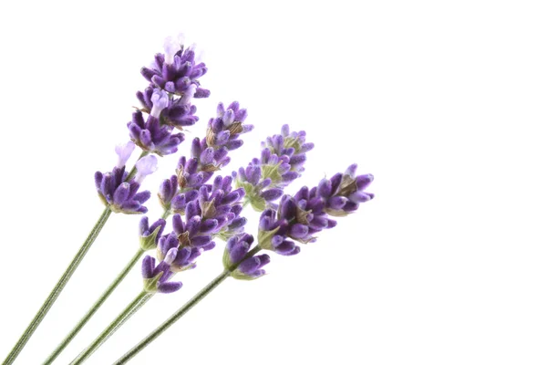 Bund Lavendelblüten Isoliert Auf Weiß — Stockfoto