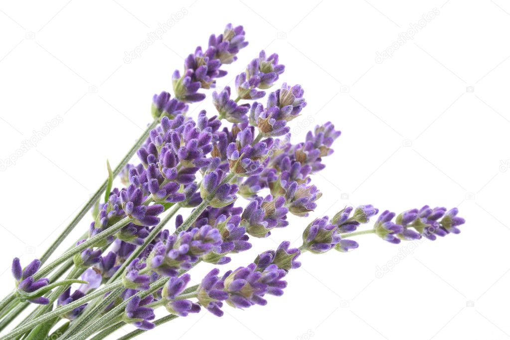 Lavanda fotos de stock, imágenes de Lavanda sin royalties | Depositphotos