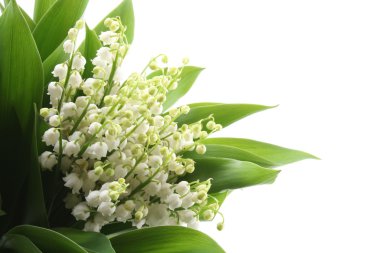 Lily of the valley clipart