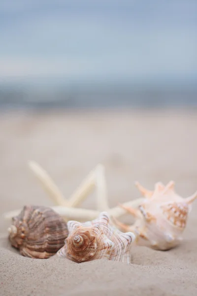 Raccolta Conchiglie Sulla Spiaggia Tempo Vacanza — Foto Stock