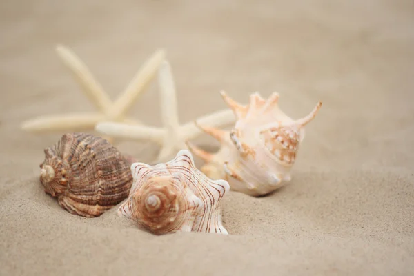 Collection Shells Beach Holiday Time — Stock Photo, Image