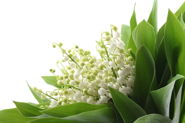 stock image lovely bunch of lily of the valley isolated on white