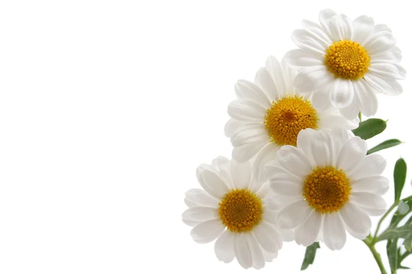 Close Ups White Marigold Isolated White — Stock Photo, Image