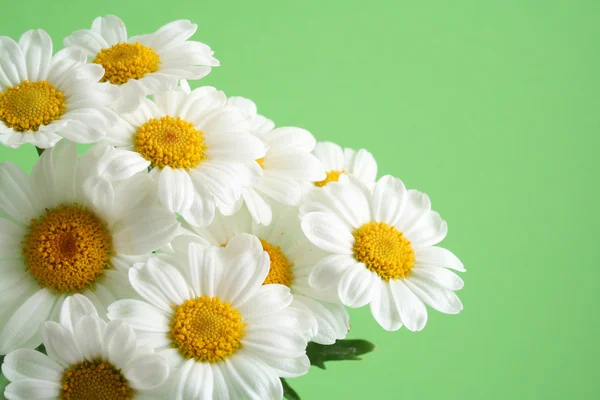 特写镜头的白色万寿菊的绿色隔离 — 图库照片