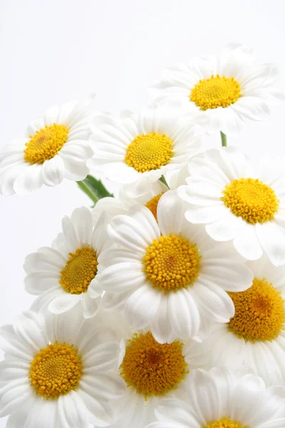Fehér Marigolds Elszigetelt Fehér Közelképek — Stock Fotó
