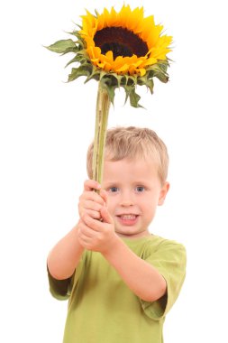 Sunflower for you clipart