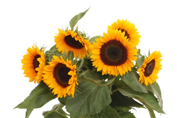 stock image bunch of lovely sunflowers isolated on white