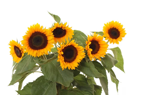 Bunch Lovely Sunflowers Isolated White — Stock Photo, Image