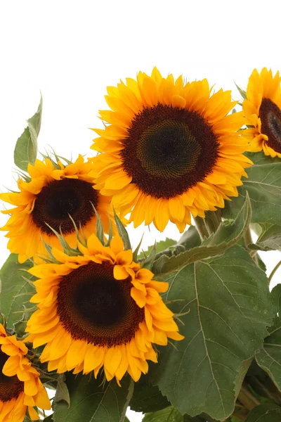 Kilka słoneczników — Zdjęcie stockowe