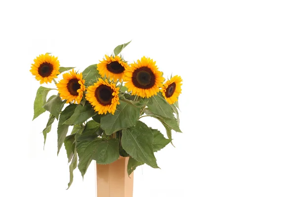 Bunch Lovely Sunflowers Isolated White — Stock Photo, Image