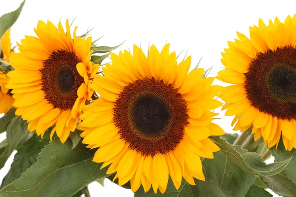 Kilka słoneczników — Zdjęcie stockowe