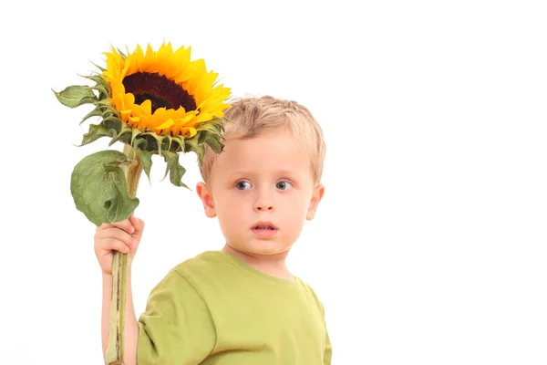 Sonnenblume für Sie lizenzfreie Stockfotos