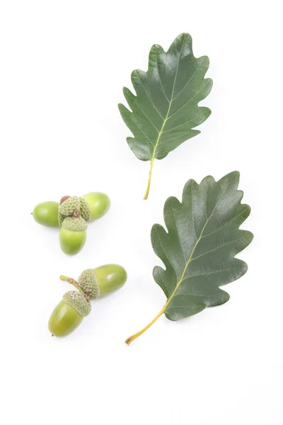 Green Acorns Leaves Isolated White — Stock Photo, Image