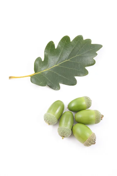 Haufen Grüner Eicheln Und Zwei Blätter Isoliert Auf Weiß — Stockfoto