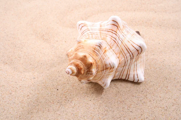 Close Ups Seashell Sand Summertime — Stock Photo, Image