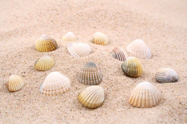 Nahaufnahmen Von Muscheln Sand Sommerzeit — Stockfoto