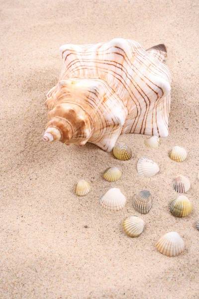 Close Ups Seashells Sand Summertime — Stock Photo, Image