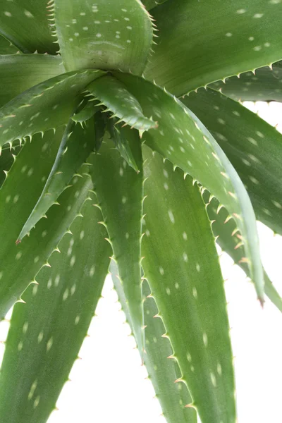 Aloe... — Fotografia de Stock