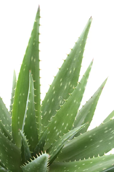Green Aloe Pot Isolated White — Stock Photo, Image
