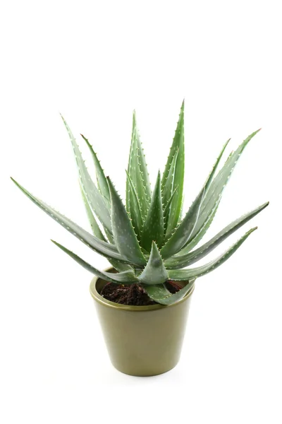 Aloe — Stock Photo, Image