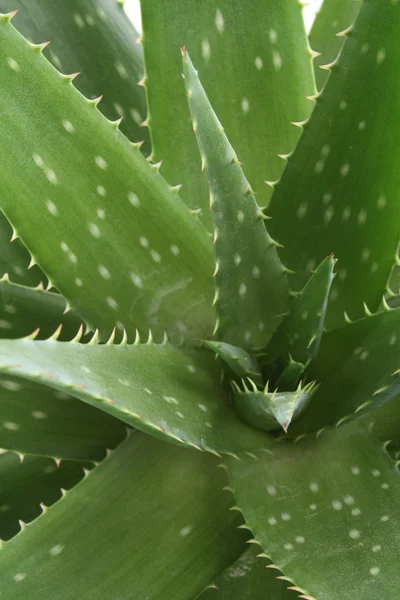 Detailní Záběry Zelené Aloe Izolovaných Bílém — Stock fotografie