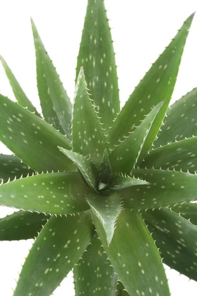 Nahaufnahmen Grüner Aloe Isoliert Auf Weiß — Stockfoto
