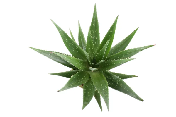 Gröna Aloe Potten Isolerad Vit — Stockfoto
