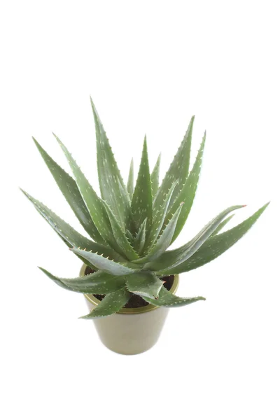 Stock image Aloe