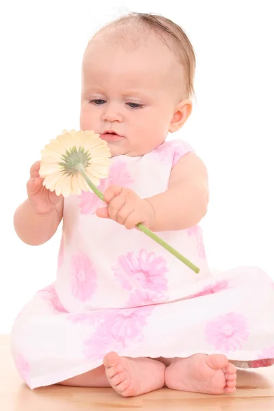 Μηνών Κοριτσάκι Ζέρμπερες Λουλούδι Που Απομονώνονται Λευκό — Φωτογραφία Αρχείου