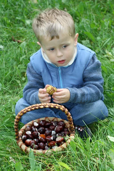 Φθινόπωρο Χρόνο Ετών Αγόρι Καλάθι Κάστανα — Φωτογραφία Αρχείου