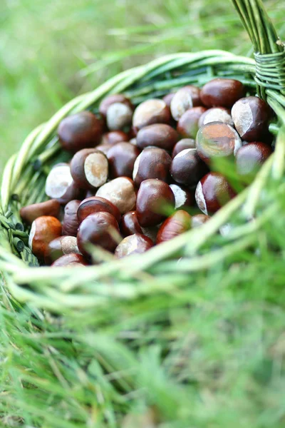 Basket Full Chestnuts Park — Stock Photo, Image