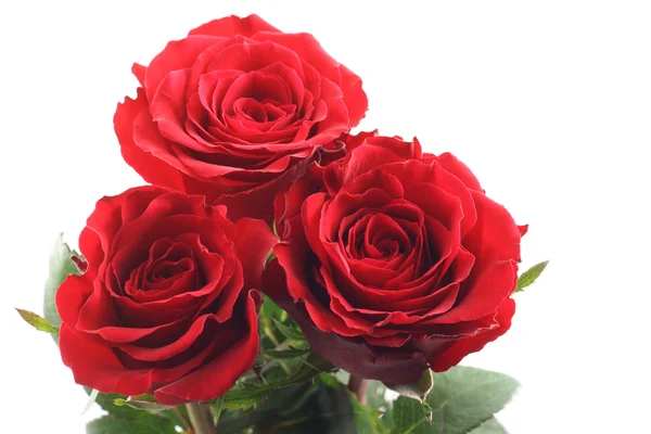 Три Красиві Червоні Троянди Ізольовані Білому — стокове фото