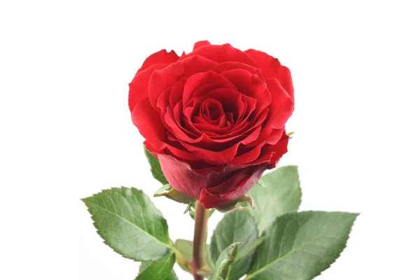 Bella Rosa Rossa Isolata Bianco — Foto Stock
