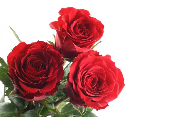 Trzy Piękne Czerwone Róże Białym Tle — Zdjęcie stockowe