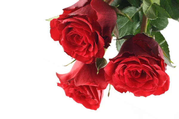Три Красивые Красные Розы Изолированные Белом — стоковое фото
