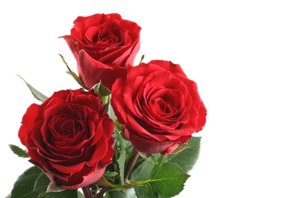 Τρία Πανέμορφα Κόκκινα Τριαντάφυλλα Που Απομονώνονται Λευκό — Φωτογραφία Αρχείου