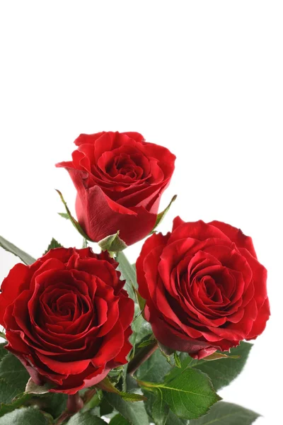 Tres Hermosas Rosas Rojas Aisladas Blanco —  Fotos de Stock