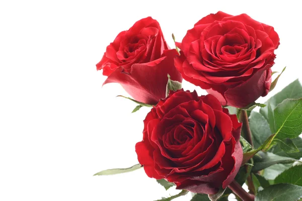 Τρία Πανέμορφα Κόκκινα Τριαντάφυλλα Που Απομονώνονται Λευκό — Φωτογραφία Αρχείου