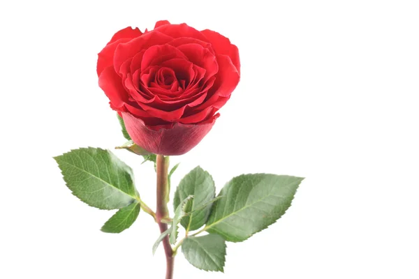 Piękna Czerwona Róża Odizolowana Białym — Zdjęcie stockowe