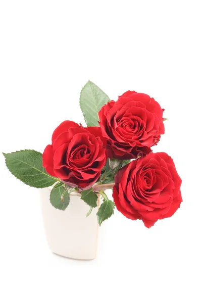 Tres Hermosas Rosas Rojas Aisladas Blanco — Foto de Stock