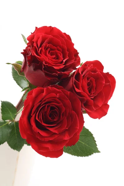 Три Красиві Червоні Троянди Ізольовані Білому — стокове фото