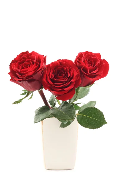 Jediné růže — Stock fotografie