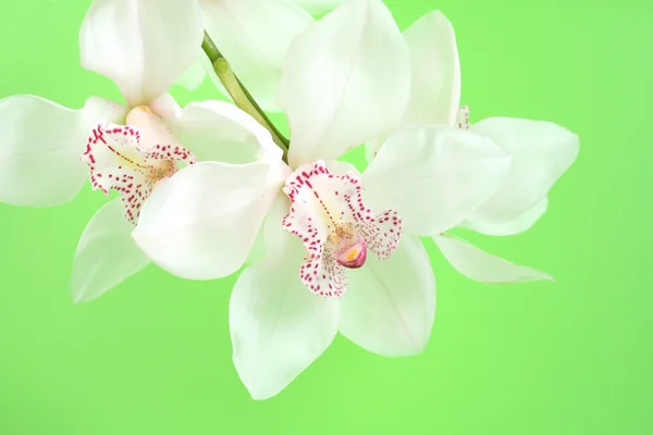 Белая орхидея — стоковое фото