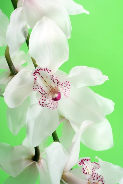 Close Ups Orquídea Branca Isolada Fundo Verde — Fotografia de Stock