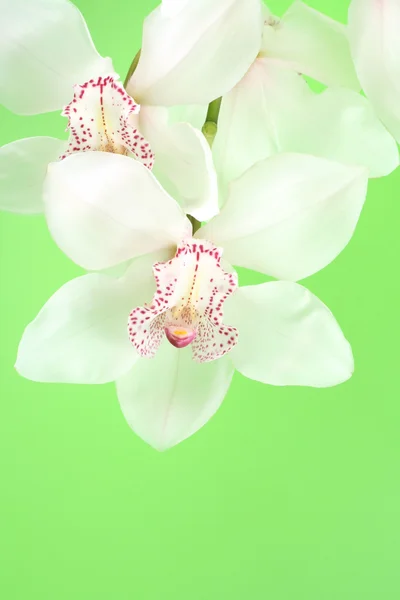 Pobliżu Biała Orchidea Białym Tle Zielonym Tle — Zdjęcie stockowe