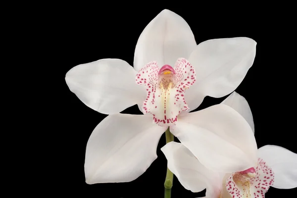 Primi Piani Orchidea Bianca Isolata Nero — Foto Stock