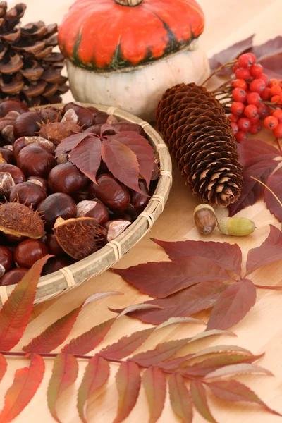 Viele Herbstfrüchte Eicheln Kastanien Und Zapfen — Stockfoto