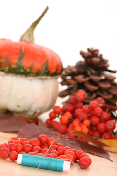 Viele Herbstfrüchte Eschenbeerenzapfen — Stockfoto