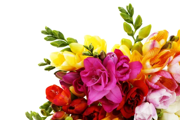 Букет Прекрасной Freesia Белом Фоне Цветы Растения — стоковое фото