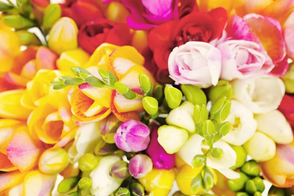 Lovely freesia flowers — Stock Photo, Image